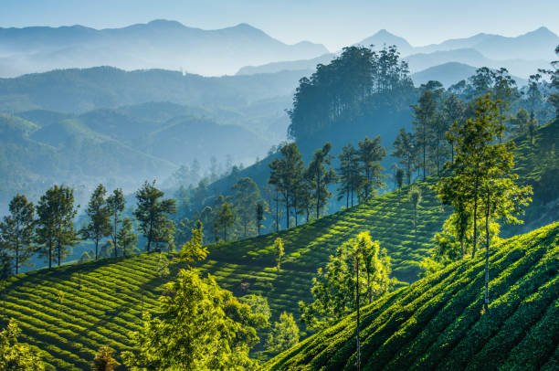 Munnar, Kerala, India