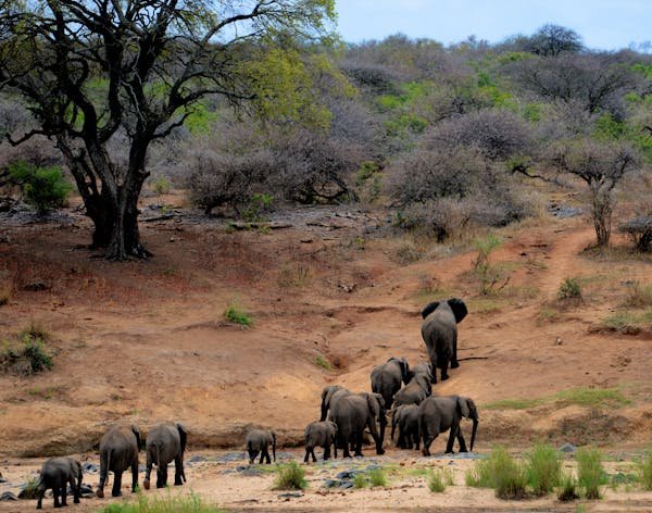 Ranthambore National Park