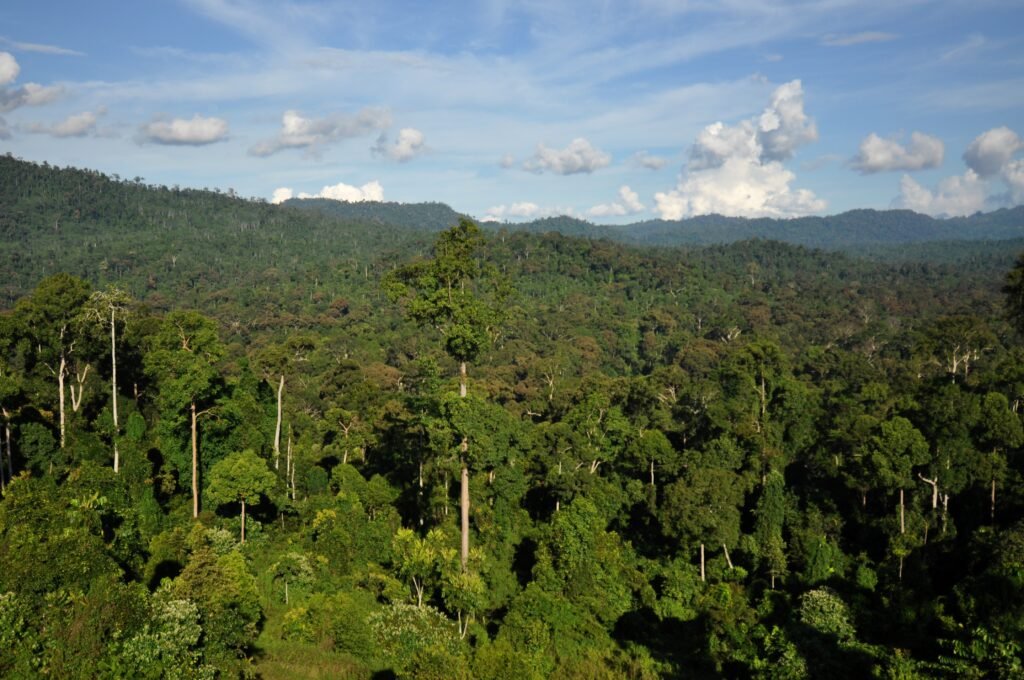 Silent Valley Rain Forest in Kerala