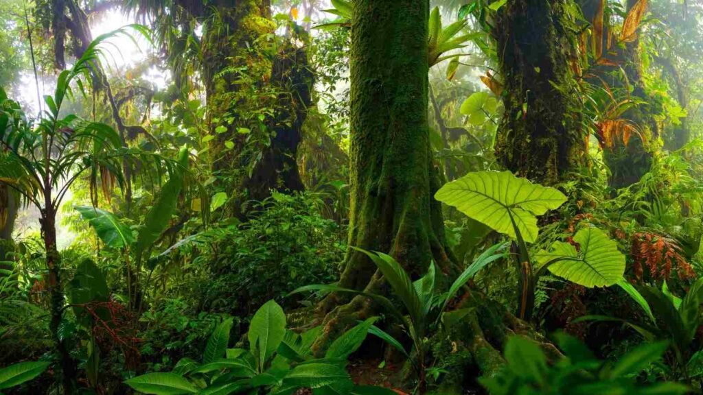 Silent Valley Rain Forest in Kerala