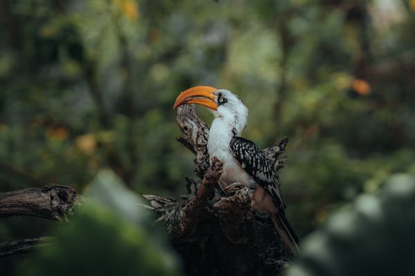 Birdwatching, Silent Valley Rain Forest in Kerala